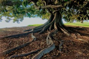 racines de l'arbre pour illustrer le Jing qui est l'essence.