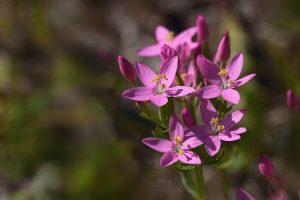 Image de la Fleur Centaurée (Centaury) - Fleur de Bach