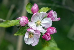 Image de la Fleur de Pommier Sauvage (Crab Apple) - Fleur de Bach