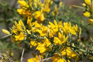 Image de la Fleur d'Ajonc (Gorse) - Fleur de Bach