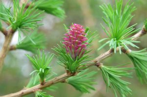 Image de la Fleur de Mélèze (Larch) - Fleur de Bach