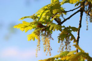 Image de la Fleur Fleur de chêne (Oak) - Fleur de Bach