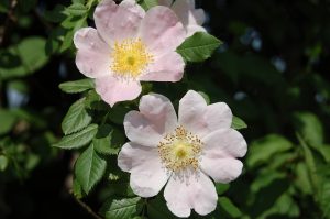 Image de la Fleur d'Eglantier (Wild Rose) - Fleur de Bach